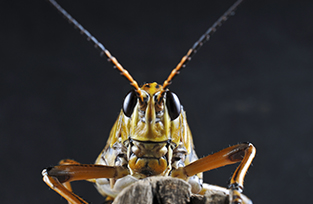 Lubber Grasshopper - Insect Zoo