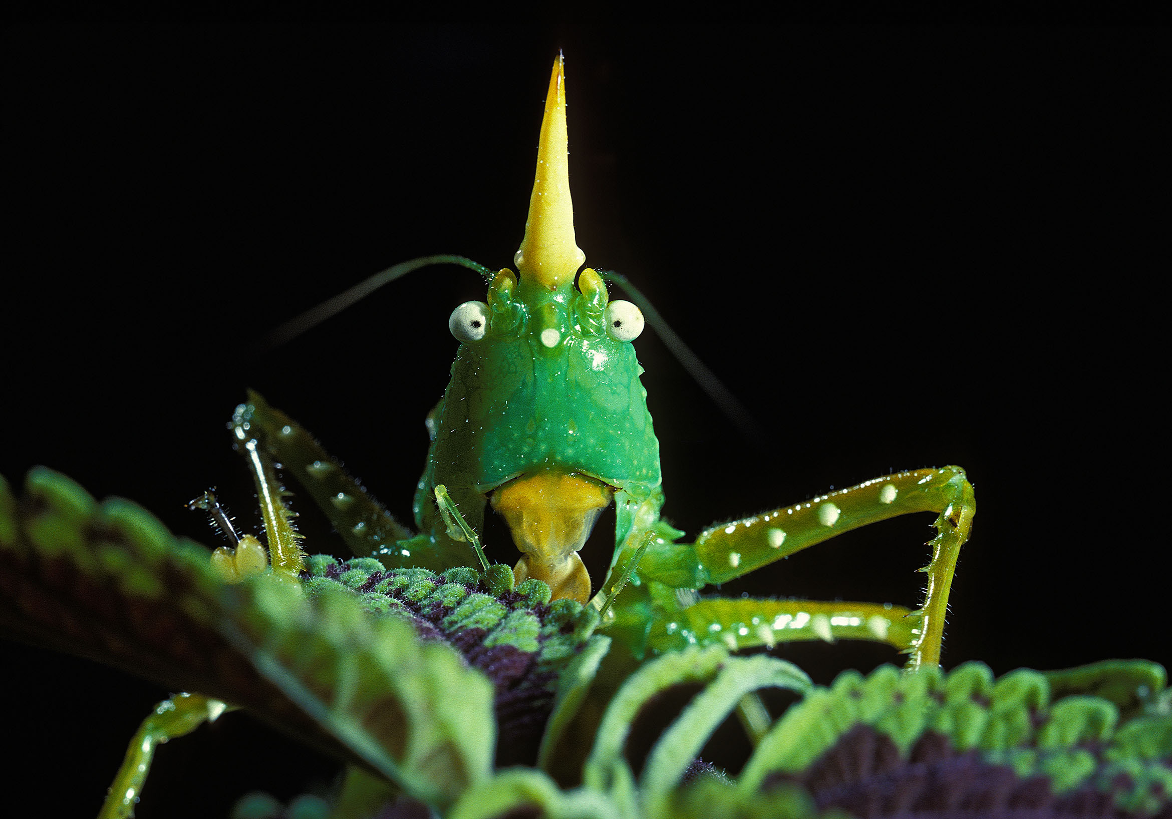 katydid_sm