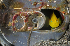 Portraits of Planet Ocean: The Photography of Brian Skerry