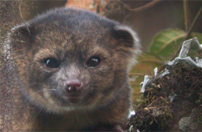 Olinguito