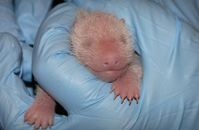 Mei Xiang gives birth