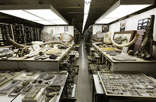 Paleobiology Collections at the Natural History Museum