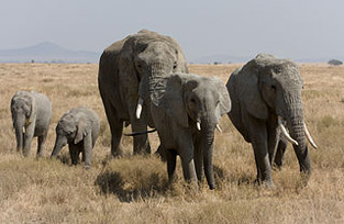 Serengeti Elephant Herd - Photo by Ikiwaner