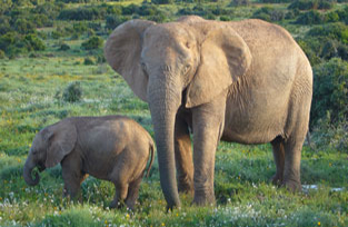 African Bush Elephant mother and baby