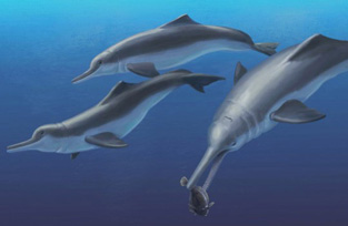Ancient River Dolphin - Illustration by Julia Molnar