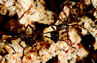 Fungus Farming Ants