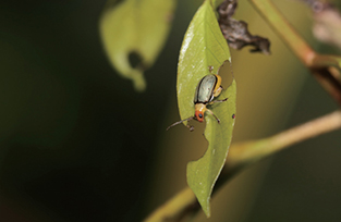 New Beetle Species