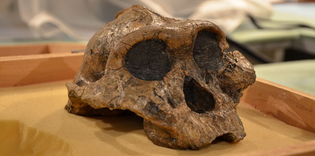 Hominid Skull