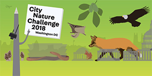 City Nature Challenge 2018 Washington DC - Illustration