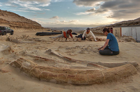 Cerro Ballena whale excavation site