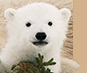 Header Info Image-Polar Bears