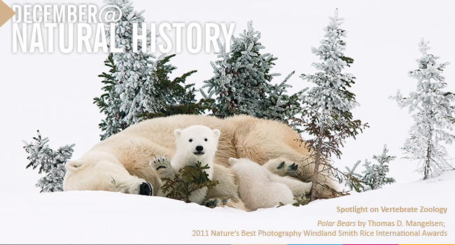 December@Natural History Banner Image