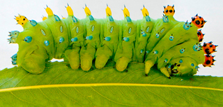 Banner Image - Caterpillar: Cecropia Moth