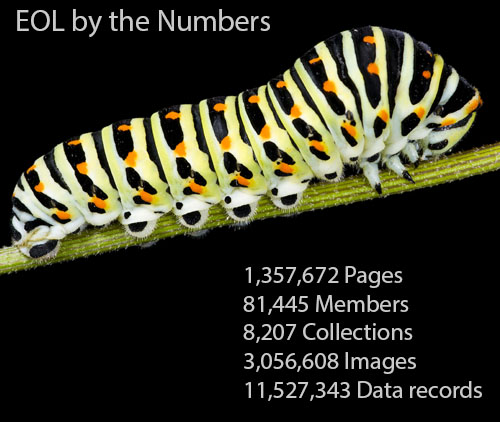 
1,357,672 Pages | 81,445 Members | 8,207 Collections | 3,056,608 Images | 11,527,343 Data records