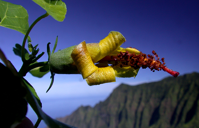 Endangered-Hawaiian-Plant.jpg