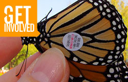 getInvolved--Monarch tagging image