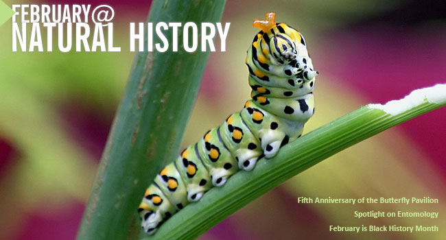 February@NMNH Banner Image--Caterpillar