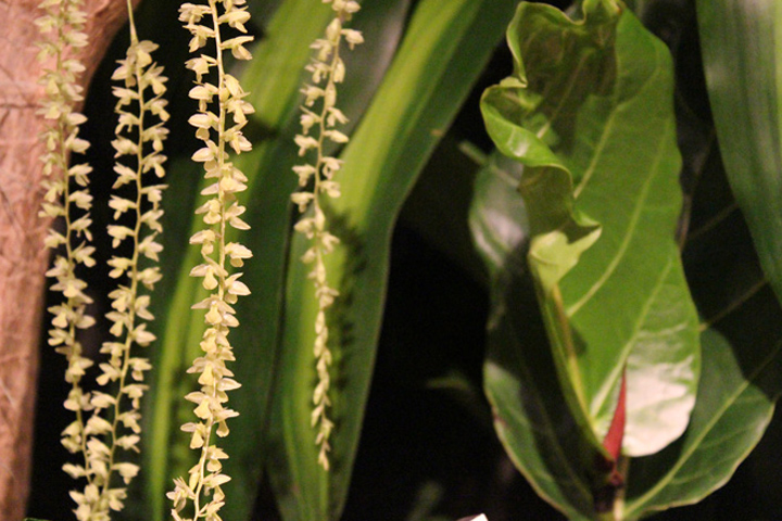 Dendrichilum cobbianum ORchid