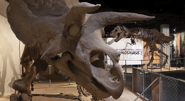 Triceratops and T. rex in The Last American Dinosaurs