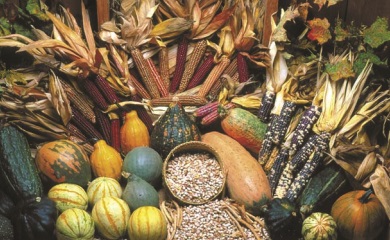 Haudenosaunee corn beans squash Seed Savers Exchange