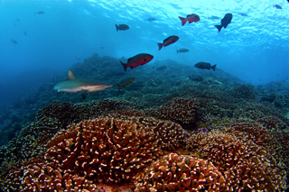 Banner Image - Reef