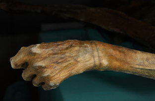 World's Oldest Tattoo - Iceman's Wrist