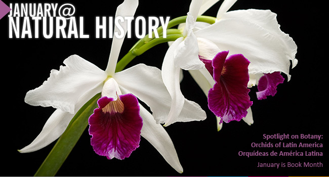 January Banner Image -- Orchid