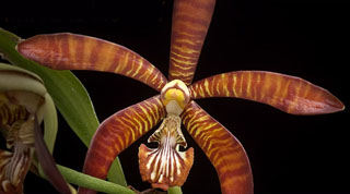January 2015 Banner Image-Orchids: Interlocking Science &amp