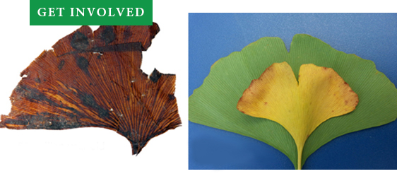 Get Involved - Fossil and Modern Ginkgo Leaves