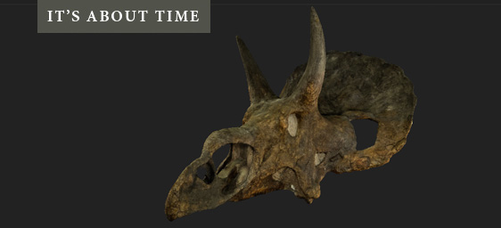 Mystery Dinosaur Skull