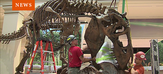 News - T. rex installation in Fossil Hall