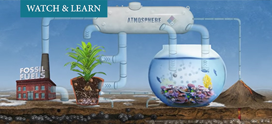 Carbon Cycle Graphic