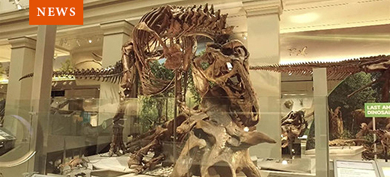 T. rex in the Fossil Hall