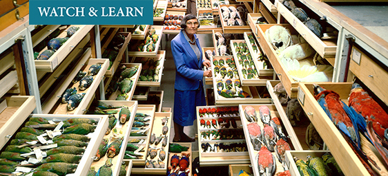 Watch &amp; Learn - Roxie Laybourne with Bird Specimens