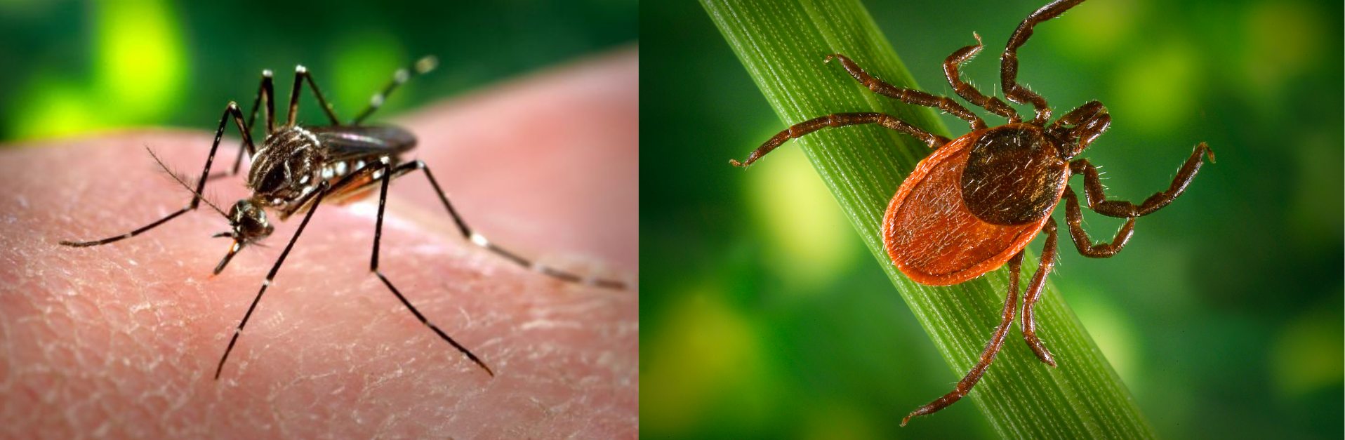 Mosquito and Tick - Disease Vectors