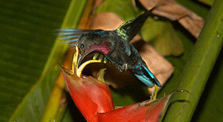 Hummingbird