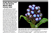 Plant Press Thumbnail