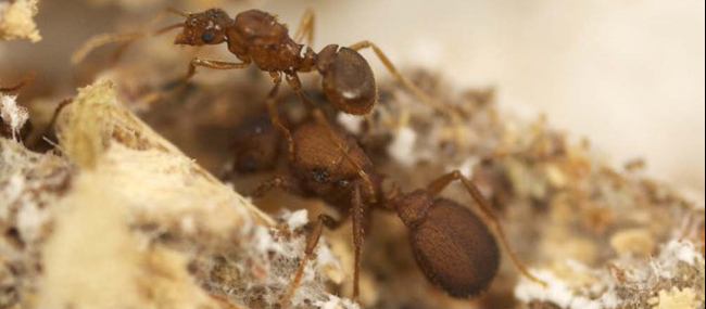 Parasitic Ant Species