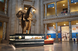 Rotunda Elephant