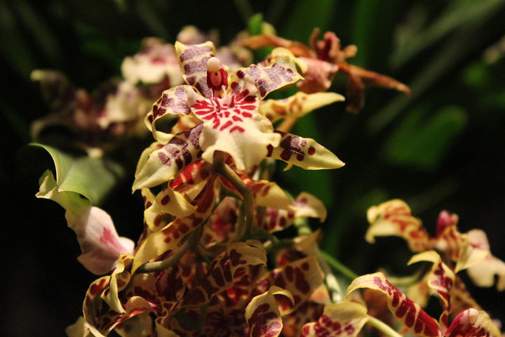 Colmanara Wildcat