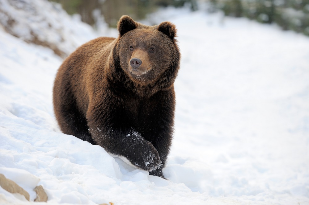 Bear in winter forest