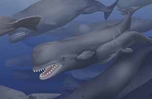 Albicetus - Ancient Whale