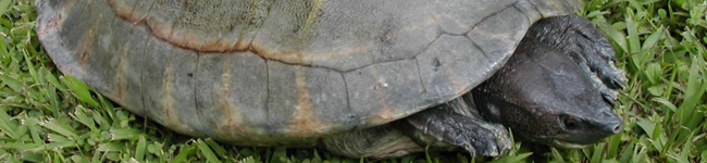 River Turtle