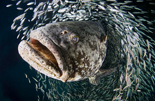 Goliath Grouper by Laura Rock