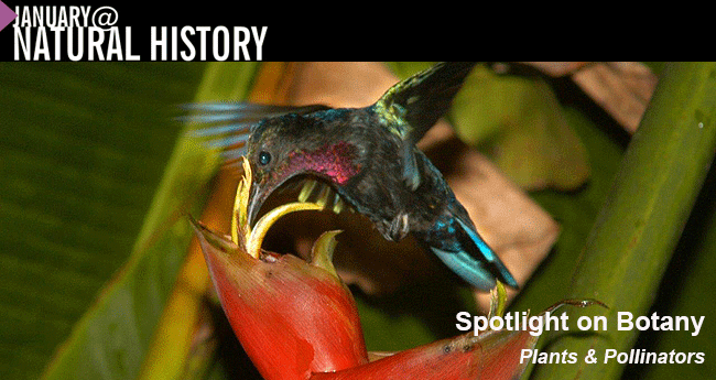 January 2013 at Natural History - Spotlight on Botany