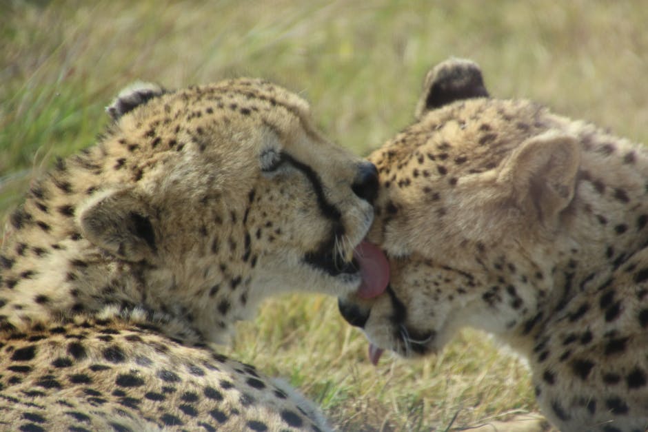 Close-up of two cheetahs