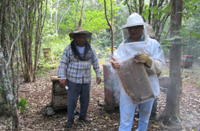 Beekeepers in Mexico