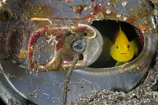Yellow Goby by Brian Skerry