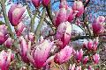 FS - CULT - 2019 Flowers eCard 1 - Magnolia