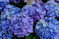 FS - CULT - 2019 Flowers eCard 2 - Hydrangea